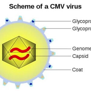 Sàng lọc bệnh phụ khoa CMV (PCR)