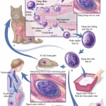 Sàng lọc bệnh phụ khoa Toxoplasma (PCR)